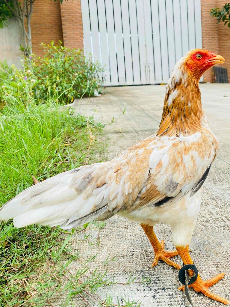 Khét bông cán vuông T/M 1,8kg trang đẻ 2kg