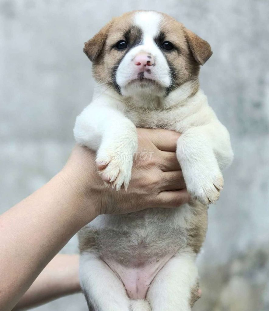 chó con ú nu. Mua bán Chó tại Thành phố Vĩnh Long Vĩnh Long được đăng bởi July House  hình 1