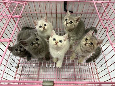 Mèo ALN THUẦN CHỦNG nhà đẻ.. Mua bán Mèo tại Quận Tân Phú Tp Hồ Chí Minh được đăng bởi Nganle hình 1