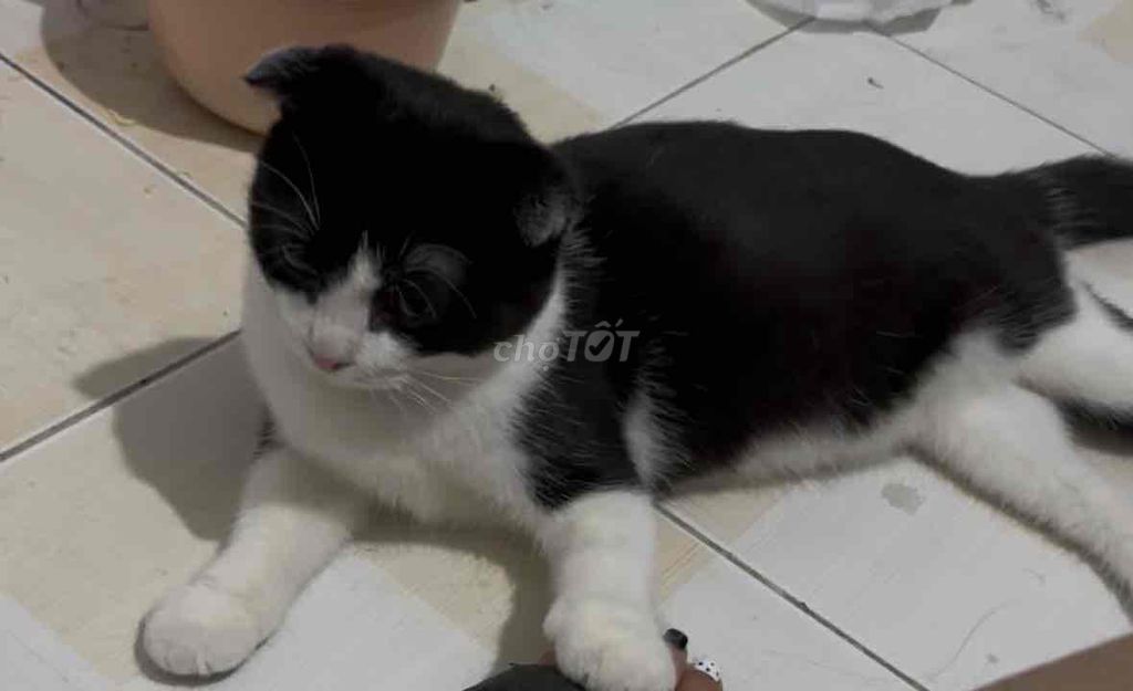 Mèo aln xinh iu. Mua bán Mèo tại Thành phố Thuận An Bình Dương được đăng bởi Ne rt hình 1
