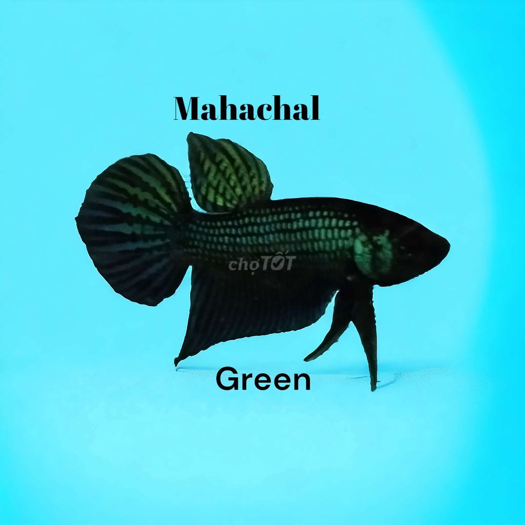 Cá Mahachal Green