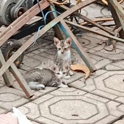 Mèo con. Mua bán Mèo tại Thành phố Đồng Xoài Bình Phước được đăng bởi Duy tiến hình 1