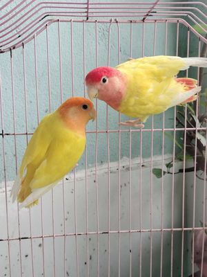 Lovebirds peached full face ghép sinh sản. Mua bán Chim tại Huyện Hóc Môn Tp Hồ Chí Minh được đăng bởi Hiển Lê