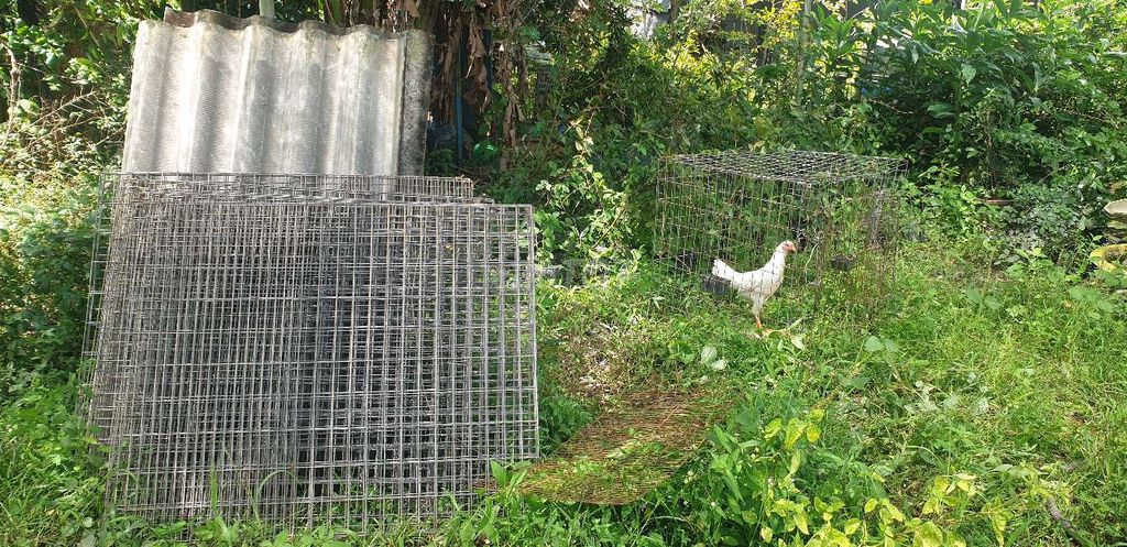 Chuồng gà Kim loại Vuông 1m5. Mua bán Phụ kiện, Thức ăn, Dịch vụ tại Huyện Lấp Vò Đồng Tháp được đăng bởi Trường Sơn hình 1