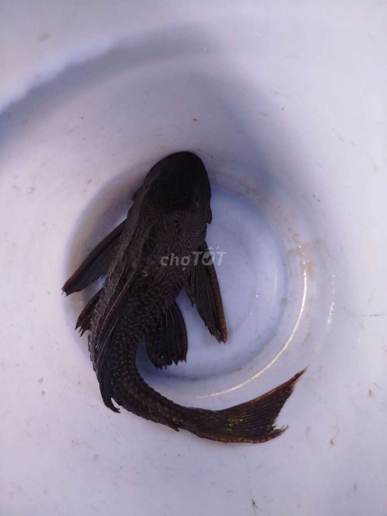 Cá lâu kính. Mua bán Thú cưng khác tại Quận Thanh Khê Đà Nẵng được đăng bởi tan hình 1