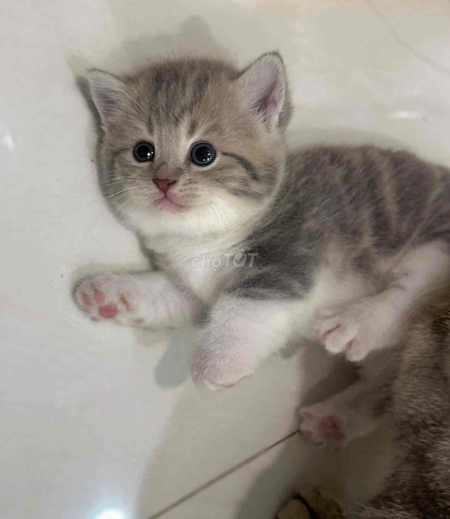 sale be Mèo munchkin chân ngắn sọc dưa thuần chủng. Mua bán Mèo tại Quận 1 Tp Hồ Chí Minh được đăng bởi Như Ý hình 4