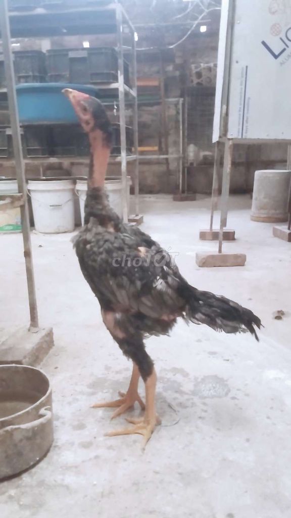 Gà chọi trống tơ Hà Nội. Mua bán Gà tại Huyện Đông Anh Hà Nội được đăng bởi Trại Gà Tre Gà Chọi Hà Nội hình 1