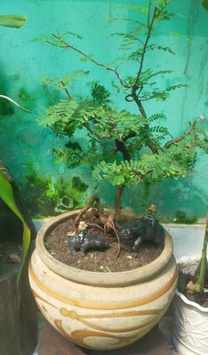 Chậu me Bonsai gốc quái tiểu cảnh đồng quê. Mua bán Cây cảnh, đồ trang trí tại Quận Tân Phú Tp Hồ Chí Minh được đăng bởi Minh Tiến