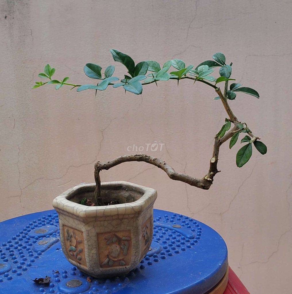 Cây cảnh Kim quýt Mini Bình Thạnh. Mua bán Cây cảnh, đồ trang trí tại Quận Bình Thạnh Tp Hồ Chí Minh được đăng bởi Chính Chủ hình 1