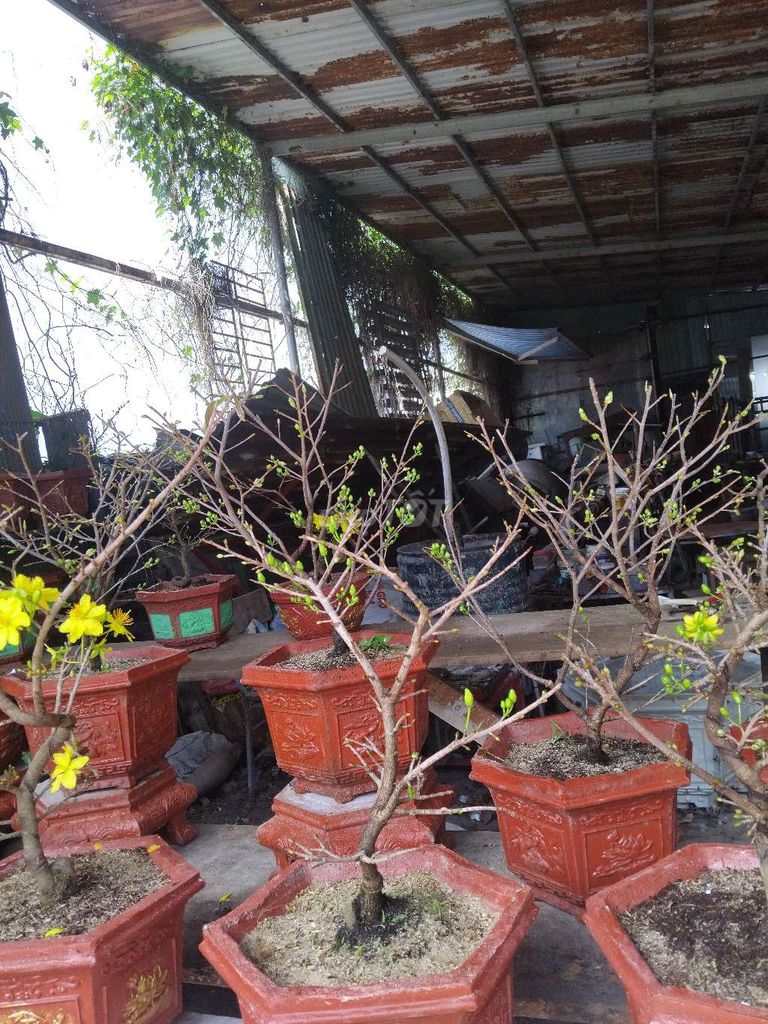 Mai vàng chậu xi măng. Mua bán Cây cảnh, đồ trang trí tại Quận Cẩm Lệ Đà Nẵng được đăng bởi Trung Nam hình 1