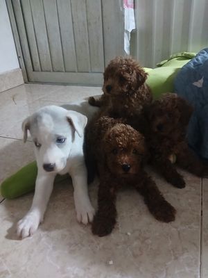 3 bé siêu yêu. Mua bán Chó tại Quận Tân Bình Tp Hồ Chí Minh được đăng bởi linh linh