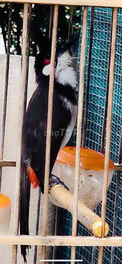 Chim chào mào Yếm đậm. Mua bán Chim tại Huyện Quảng Điền Thừa Thiên Huế được đăng bởi Nguyên  hình 1