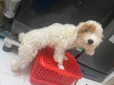 Poodle đực cái. Mua bán Chó tại Quận 4 Tp Hồ Chí Minh được đăng bởi nguyen nguyen