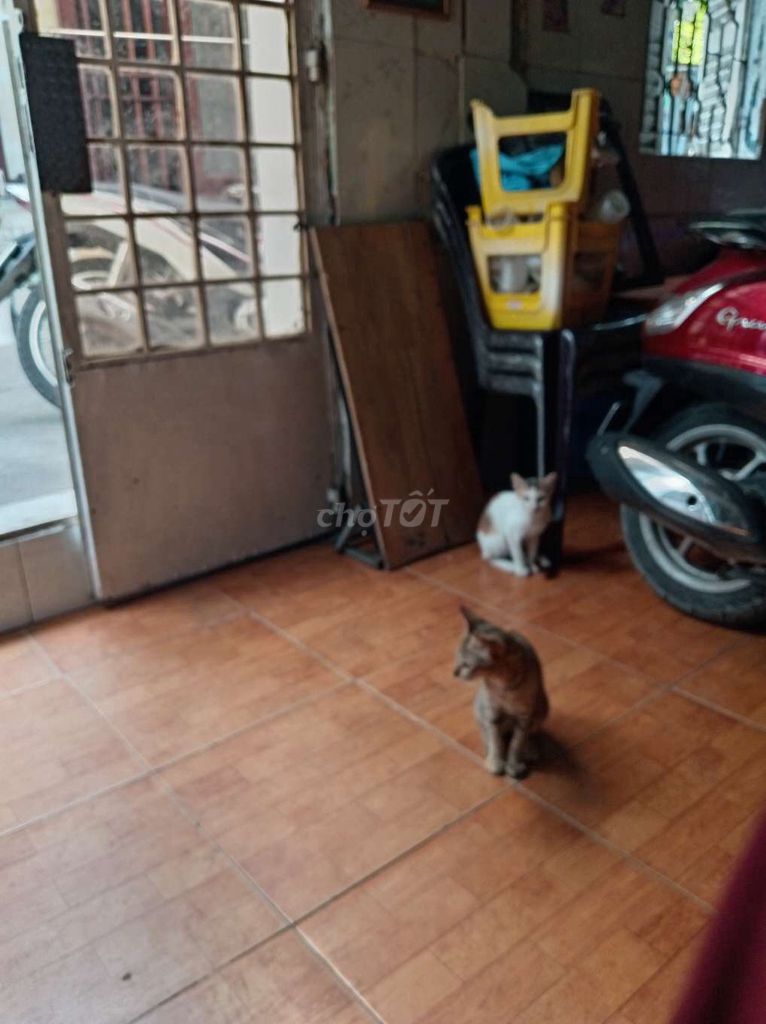 Mèo con Nâu Trắng. Mua bán Mèo tại Quận Bình Tân Tp Hồ Chí Minh được đăng bởi Mr Sơn hình 1