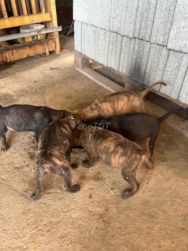 Chó Phú Quốc lai Rottweiler đã biết ăn. Mua bán Chó tại Huyện Chơn Thành Bình Phước được đăng bởi Thu Hồng hình 1