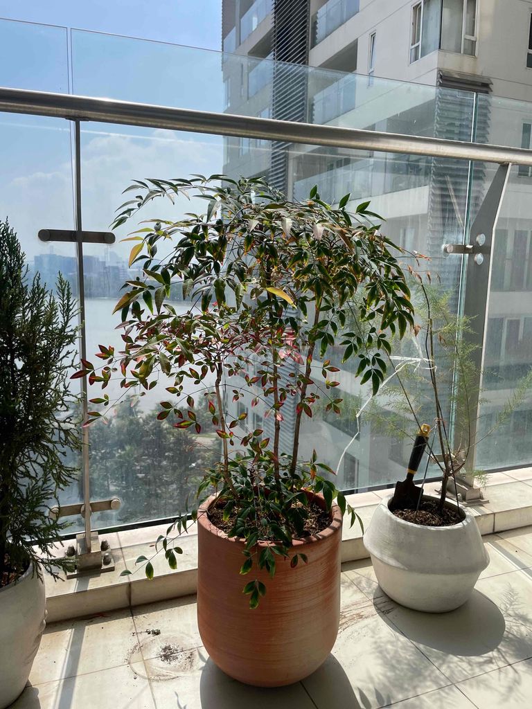 Nam thiên trúc lá đỏ 65cm dk chậu 30cm. Mua bán Cây cảnh, đồ trang trí tại Thành phố Thủ Đức Tp Hồ Chí Minh được đăng bởi Hứa Thị Yến Nhi hình 1