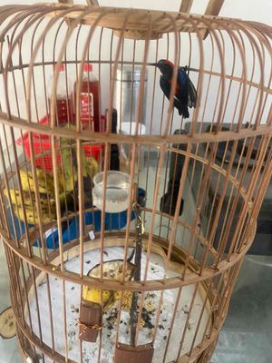 ốc mít 1mùa. Mua bán Chim tại Thành phố Thuận An Bình Dương được đăng bởi nguyễn khang anh