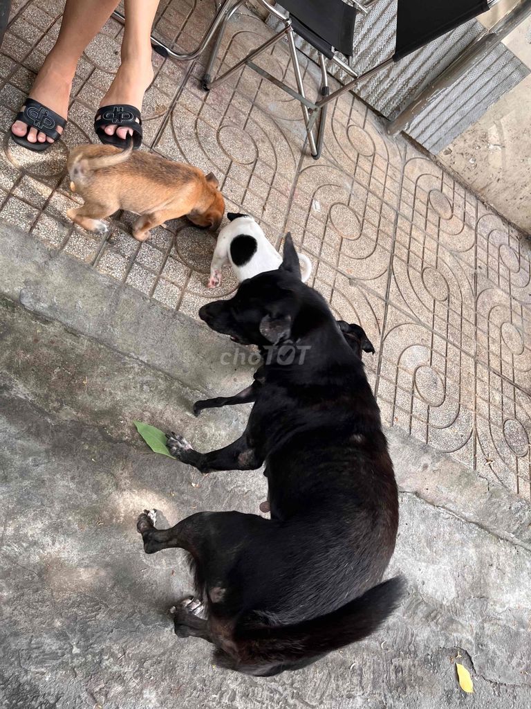 Chó con đực 2 tháng tuổi. Mua bán Chó tại Quận 11 Tp Hồ Chí Minh được đăng bởi man hình 1