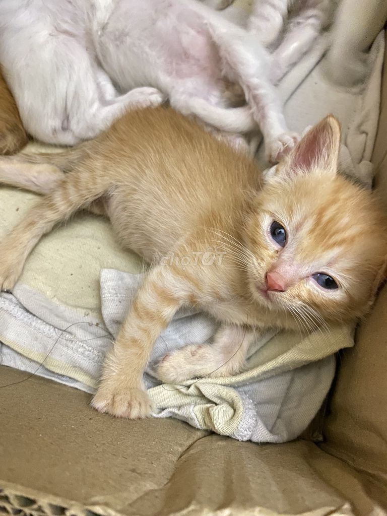 Mèo Anh Lông ngắn màu vàng siêu cute 😘. Mua bán Mèo tại Quận Bắc Từ Liêm Hà Nội được đăng bởi Nguyễn hương  hình 1