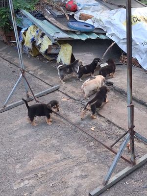 chó cỏ