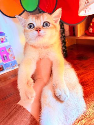 Bé Cái 3 Tháng Golden Tìm Ba Mẹ Đón. Mua bán Mèo tại Quận Bắc Từ Liêm Hà Nội được đăng bởi Trần Phương Anh