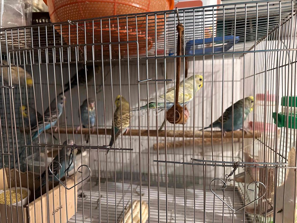 Chim Yến phụng đang tập ăn nhiều màu. Mua bán Chim tại Quận Tân Phú Tp Hồ Chí Minh được đăng bởi huy hình 1