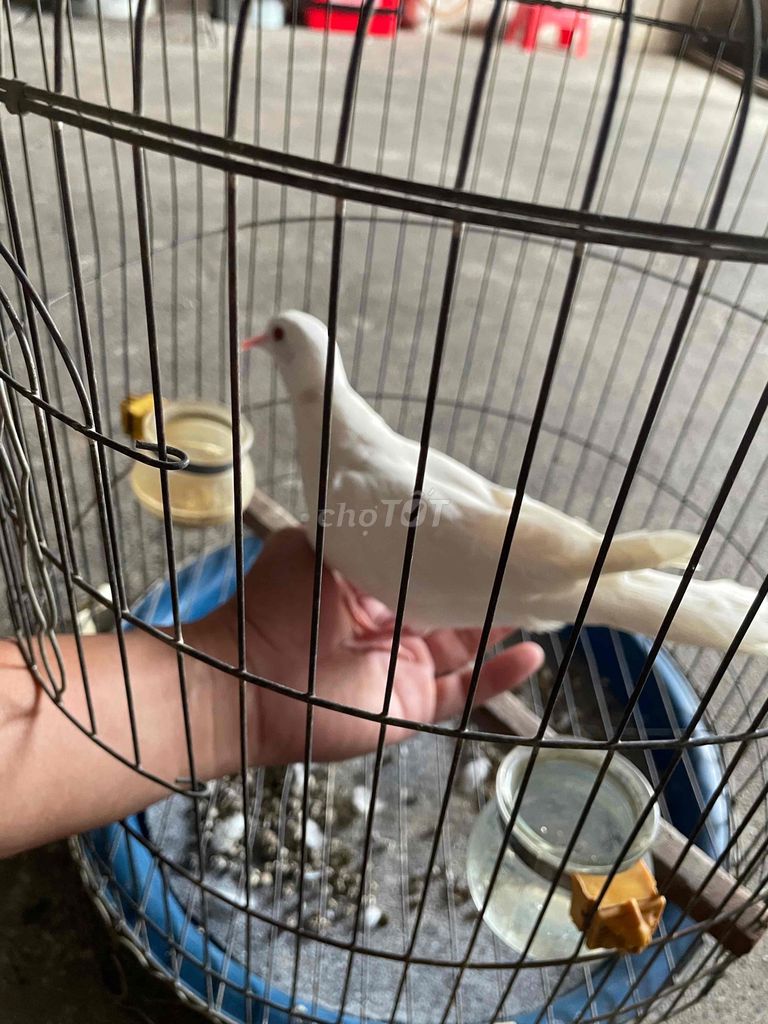 Chim cu pháp như hình. Mua bán Chim tại Huyện Hóc Môn Tp Hồ Chí Minh được đăng bởi chí Tính hình 1