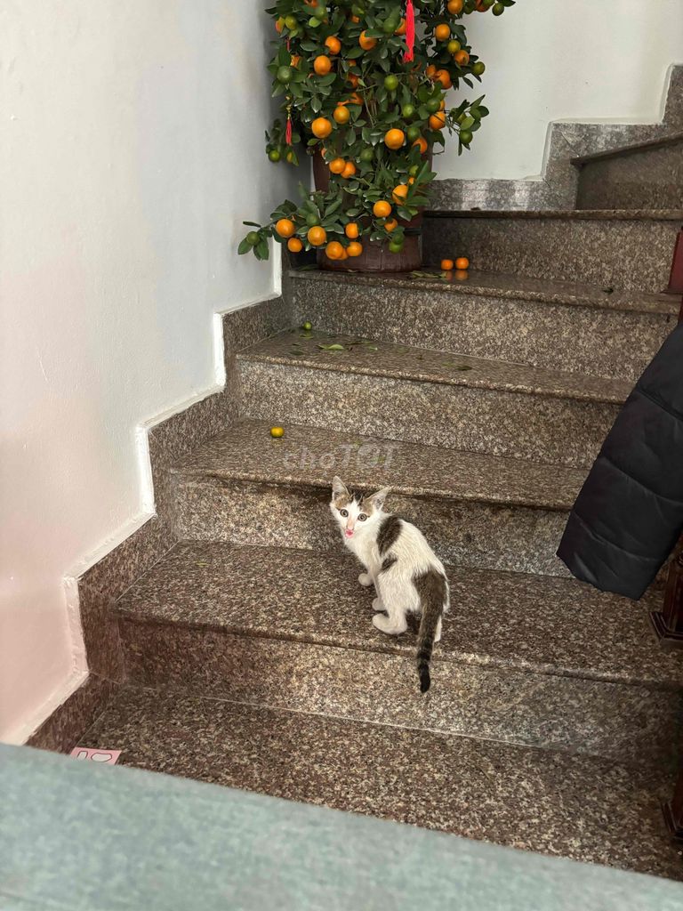 Mèo ta lai Trắng Đen Khỏe mạnh. Mua bán Mèo tại Quận Hai Bà Trưng Hà Nội được đăng bởi Thành hình 1