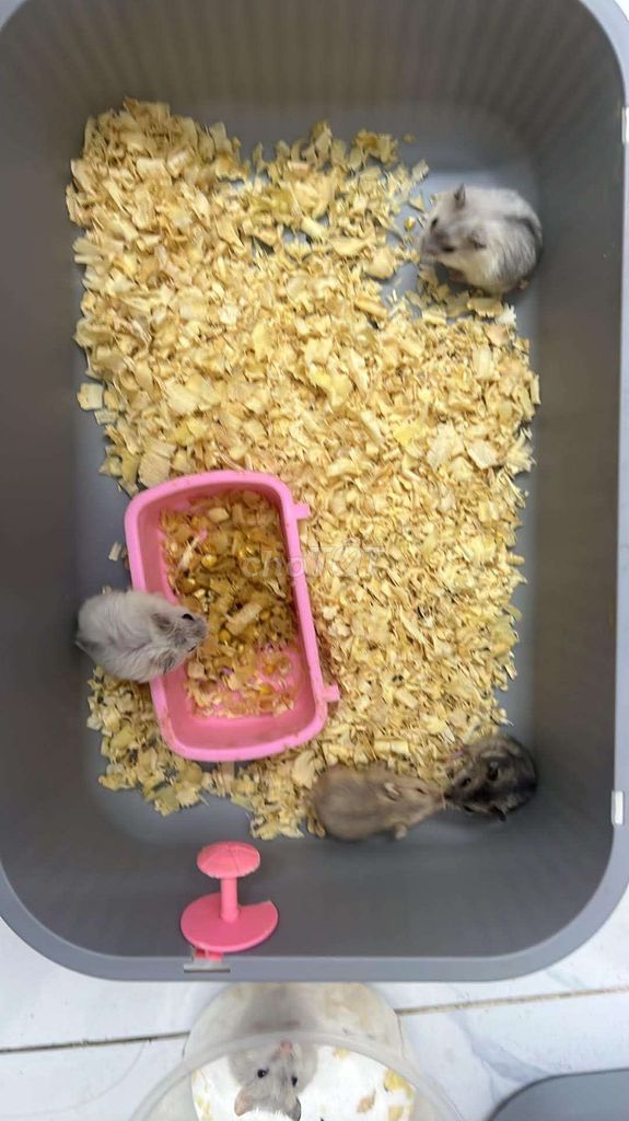 Chuột Hamster nhiều màu. Mua bán Thú cưng khác tại Huyện Thanh Trì Hà Nội được đăng bởi Ta N hình 1