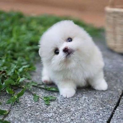 Chó Phốc Sóc Trắng Nhỏ - 133429260