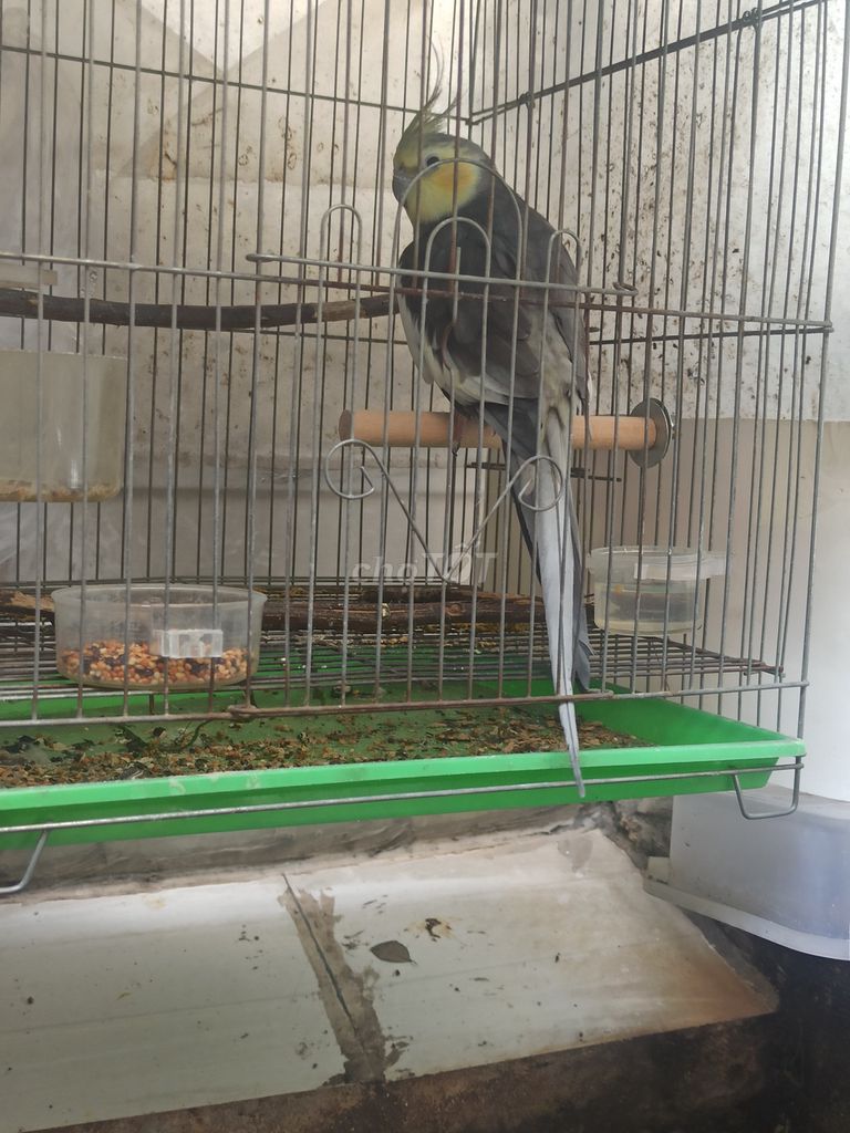 Vẹt trống 7 tháng tuổi. Mua bán Chim tại Quận 12 Tp Hồ Chí Minh được đăng bởi T Vũ hình 1