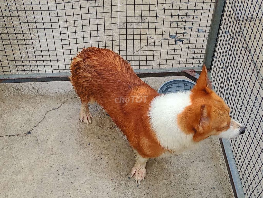 Chó Corgi cái mới lớn chưa sinh sản. Mua bán Chó tại Quận 8 Tp Hồ Chí Minh được đăng bởi Nhân Rottweiler  hình 1