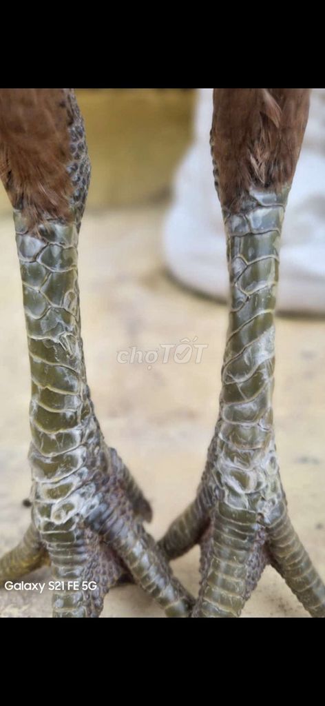 Mái điều chân xanh vấn sáo 2k7. Mua bán Gà tại Thành phố Tân An Long An được đăng bởi Nguyễn Khánh  hình 1