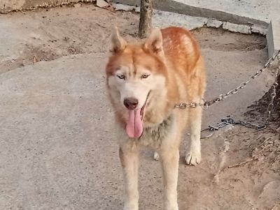Chó Husky đực Nâu trắng