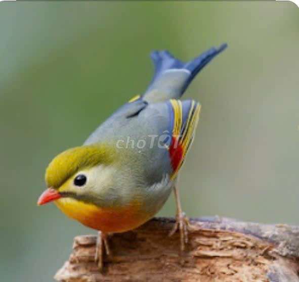 Chim Quế lâm trống. Mua bán Chim tại Quận Hoàng Mai Hà Nội được đăng bởi Sỹ Lâm hình 1
