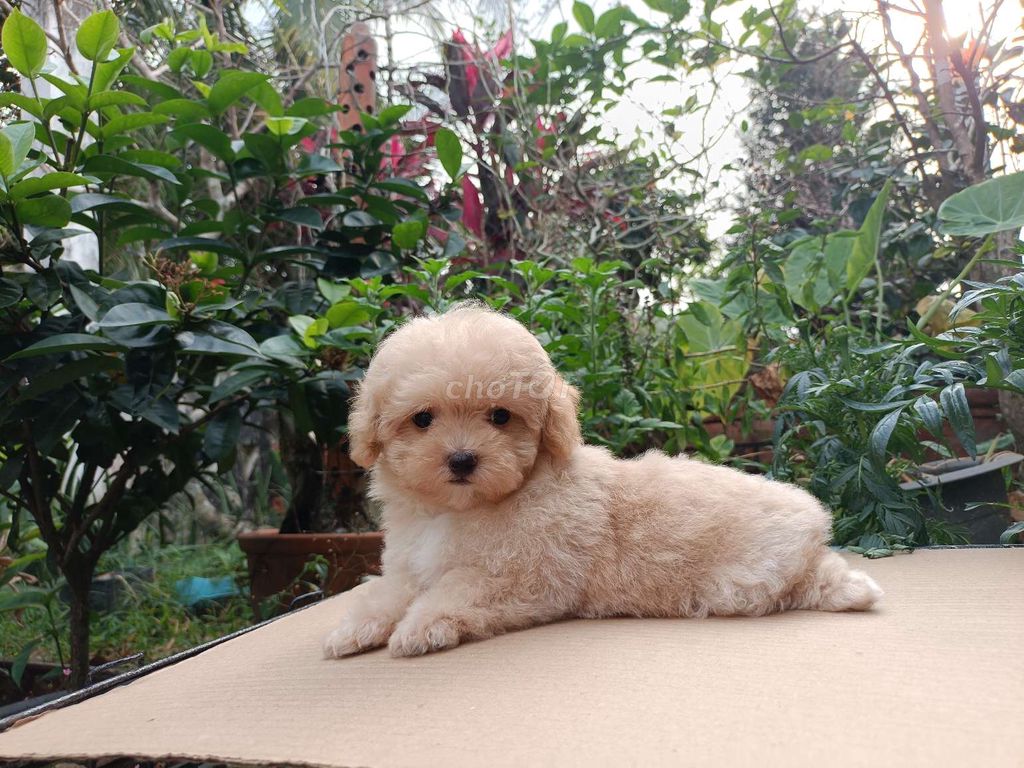 Poodle size mini