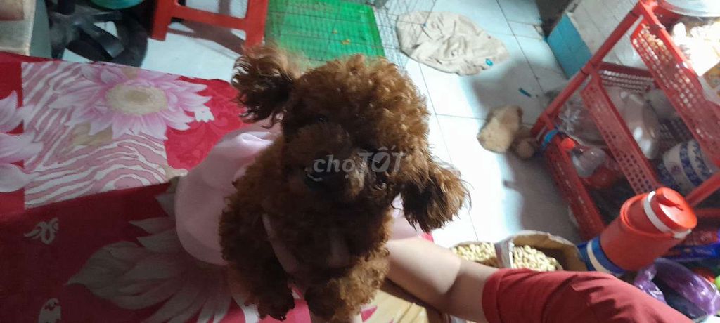 Bé tai cụp 2.500K và bé tiny1.500k cần ba mẹ❤