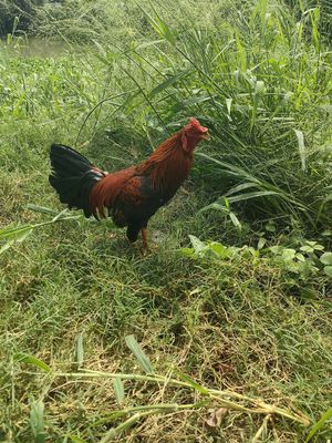 Điều 1ky4. Mua bán Gà tại Huyện Bình Chánh Tp Hồ Chí Minh được đăng bởi thới gầy