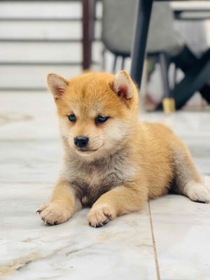 shiba siêu xinh cần tìm bố mẹ