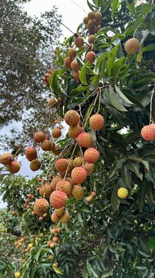 Vải mẹ trồng - 30k / 1 kg. Mua bán Đồ ăn, thực phẩm và các loại khác tại Quận Cẩm Lệ Đà Nẵng được đăng bởi Nguyên Nhi 