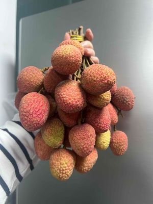 Vải vườn Daklak trái to mọng nước. Mua bán Đồ ăn, thực phẩm và các loại khác tại Thành phố Thủ Đức Tp Hồ Chí Minh được đăng bởi Như Ngọc