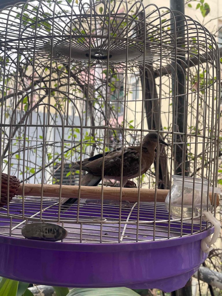 Chim Bồ câu Nâu. Mua bán Chim tại Quận Thanh Xuân Hà Nội được đăng bởi phuong hình 1