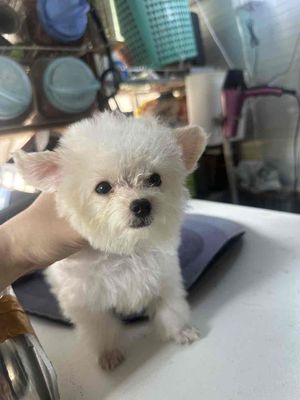 poodle đủ màu tai bướm. Mua bán Chó tại Quận 11 Tp Hồ Chí Minh được đăng bởi Lai bin wan