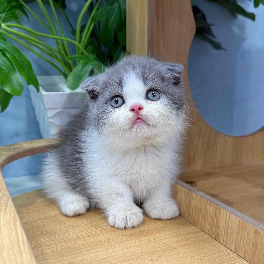 MÈO ANH LÔNG NGẮN NHÀ TRỒNG QUẬN8. Mua bán Mèo tại Quận 8 Tp Hồ Chí Minh được đăng bởi Min Min hình 1