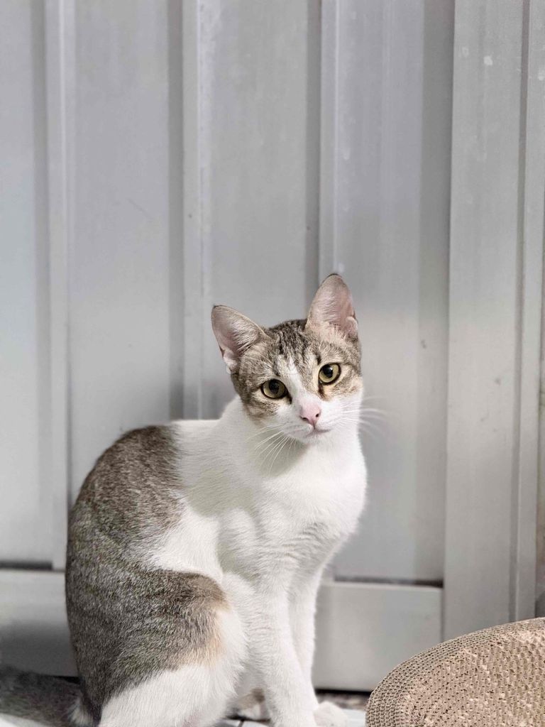 Mèo ta 6 tháng tuổi. Mua bán Mèo tại Thành phố Thủ Đức Tp Hồ Chí Minh được đăng bởi No Le hình 1