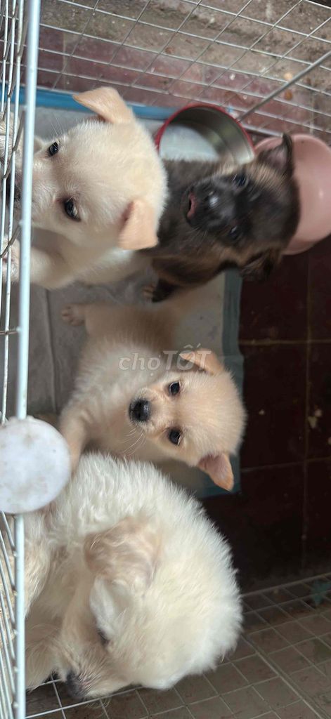 Chó Sóc lai đực. Mua bán Chó tại Quận Ba Đình Hà Nội được đăng bởi Hiền Lyza hình 1