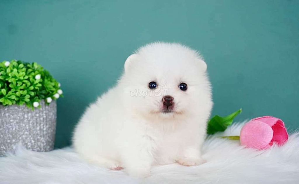 Phốc Sóc mini nhỏ nhắn. Mua bán Chó tại Quận Bình Tân Tp Hồ Chí Minh được đăng bởi Cửa Hàng Thú Cưng Omi Pet hình 1