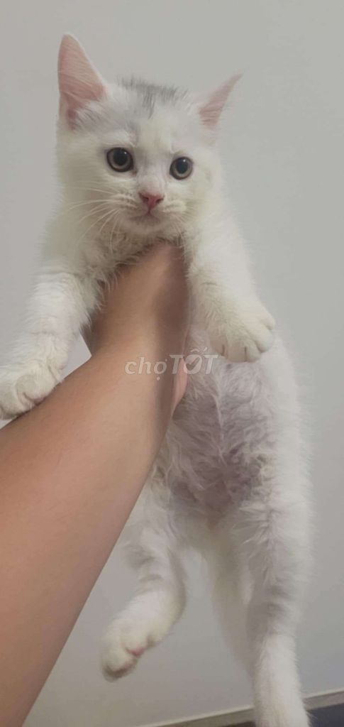 Mèo anh lông ngắn trắng tìm nhà mới