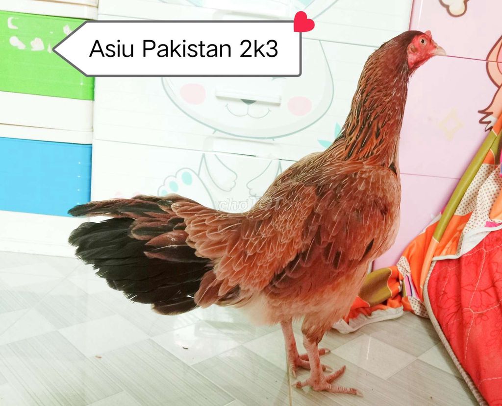 Asiu Pakistan trạng 2k6