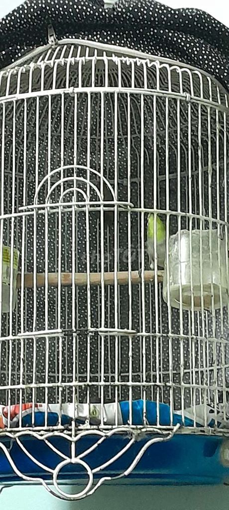 CHIM KHUYÊN KHỎE ĐẸP KÊU NHIỀU. Mua bán Chim tại Quận Bình Tân Tp Hồ Chí Minh được đăng bởi Tấn biêu hình 1